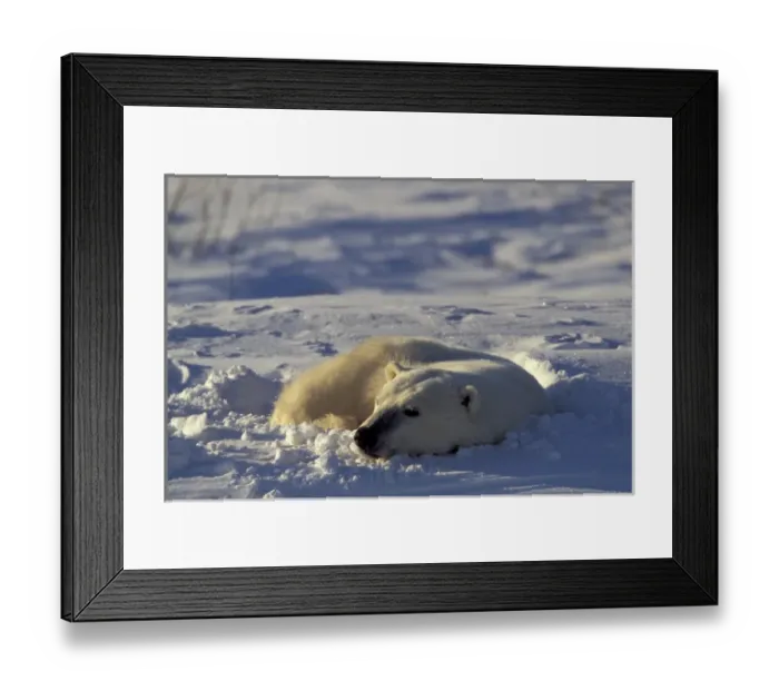 Framed Print : NA, Canada, Manitoba, Churchill A polar bear (Ursus maritimus) has dug a sleeping Framed Print : NA, Canada, Manitoba, Churchill A polar bear (Ursus maritimus) has dug a sleeping