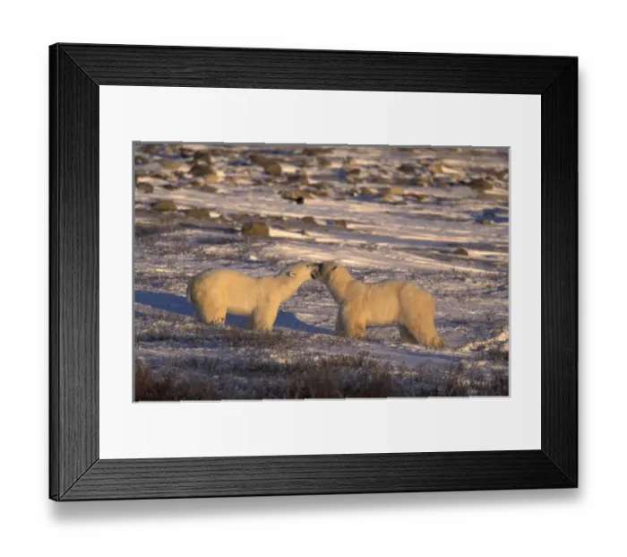 Framed Print : NA, Canada, Manitoba, Churchill Adult polar bears (Ursus maritimus) play on Framed Print : NA, Canada, Manitoba, Churchill Adult polar bears (Ursus maritimus) play on
