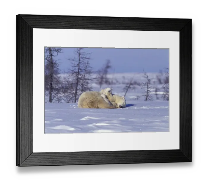 Framed Print : North America, Canada, Manitoba, Churchill. Polar Bear (Ursus maritimus) and cubs Framed Print : North America, Canada, Manitoba, Churchill. Polar Bear (Ursus maritimus) and cubs