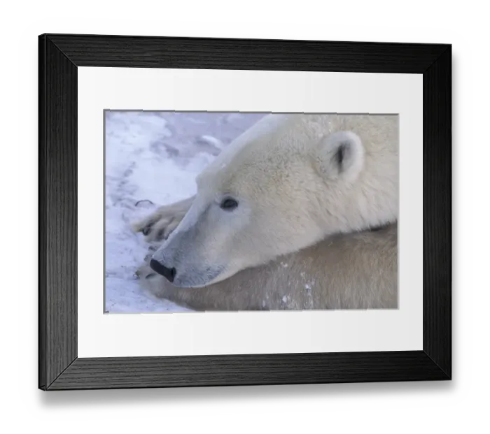 Framed Print : NA, Canada, Manitoba, Churchill Close-up of a polar bear (Ursus maritimus) resting Framed Print : NA, Canada, Manitoba, Churchill Close-up of a polar bear (Ursus maritimus) resting