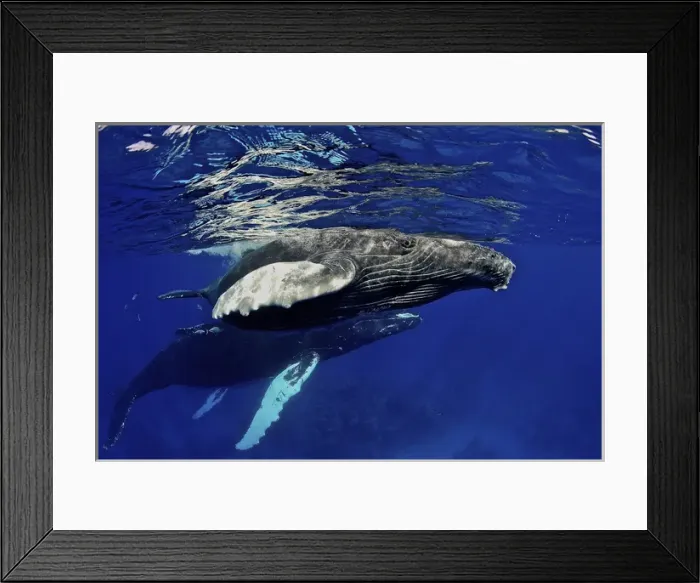 Framed Print : Caribbean, Greater Antilles archipelago, Domincan Republic, Silver Bank. Humpback