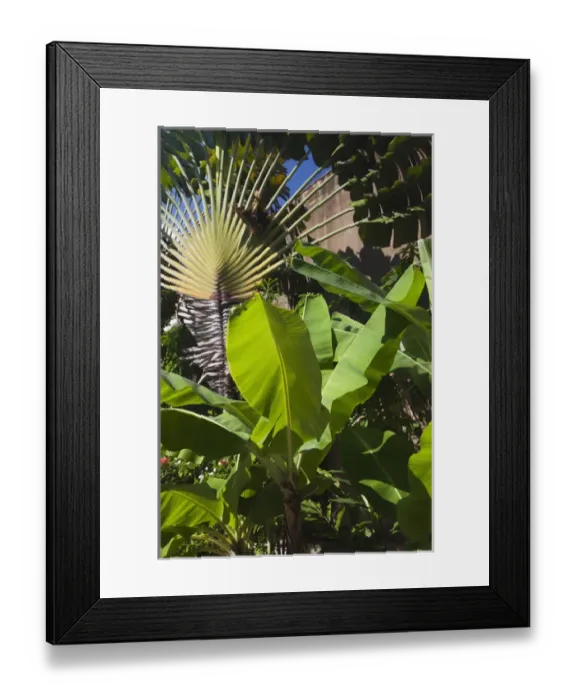 Framed Print : Dominican Republic, Santo Domingo, Zona Colonial, Museo de las Casas Reales, palm
