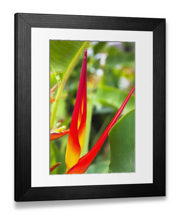 Framed Print : Dominican Republic, La Romana, Casa de Campo Resort, Heliconia flower Framed Print : Dominican Republic, La Romana, Casa de Campo Resort, Heliconia flower