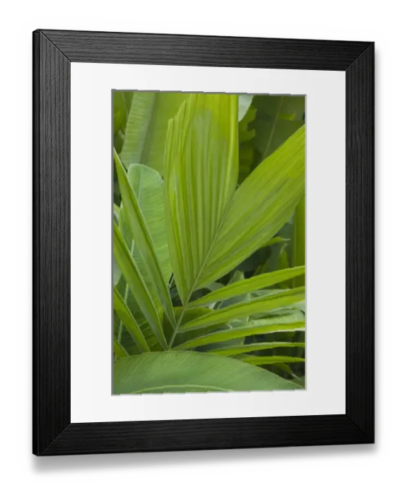 Framed Print : Dominican Republic, La Romana, Casa de Campo Resort, tropical vegetation Framed Print : Dominican Republic, La Romana, Casa de Campo Resort, tropical vegetation