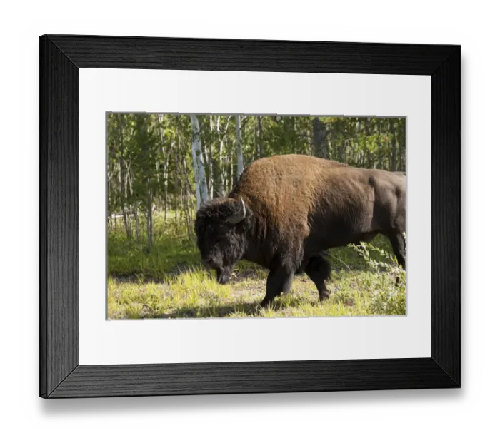 Framed Print : Northwest Territories. Wood Buffalo National Park Framed Print : Northwest Territories. Wood Buffalo National Park