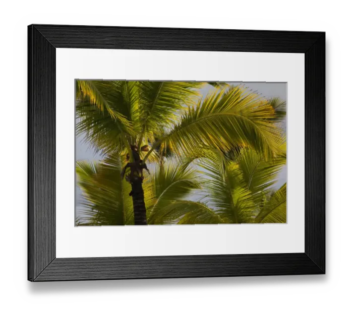Framed Print : Dominican Republic, Punta Cana Region, Bavaro, beach palms Framed Print : Dominican Republic, Punta Cana Region, Bavaro, beach palms