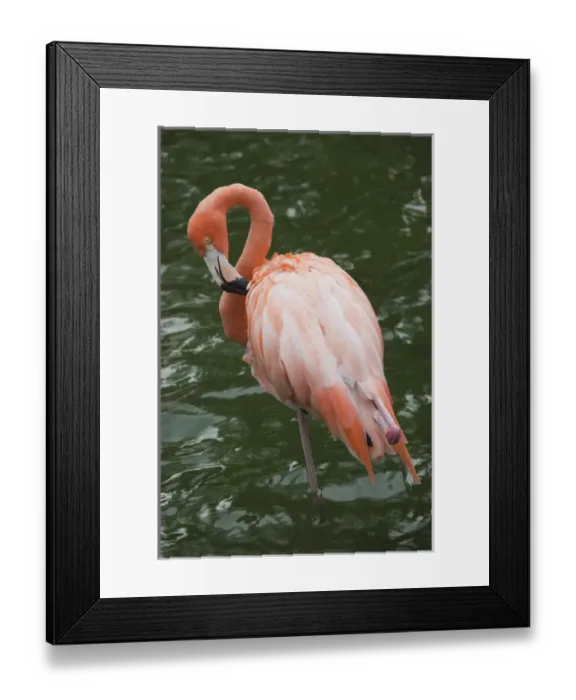 Framed Print : Dominican Republic, Punta Cana Region, Bavaro, pink flamingos, phoenicopterus roseus Framed Print : Dominican Republic, Punta Cana Region, Bavaro, pink flamingos, phoenicopterus roseus