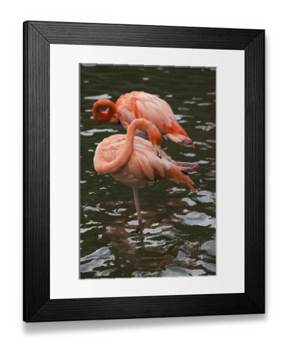 Framed Print : Dominican Republic, Punta Cana Region, Bavaro, pink flamingos, phoenicopterus roseus Framed Print : Dominican Republic, Punta Cana Region, Bavaro, pink flamingos, phoenicopterus roseus