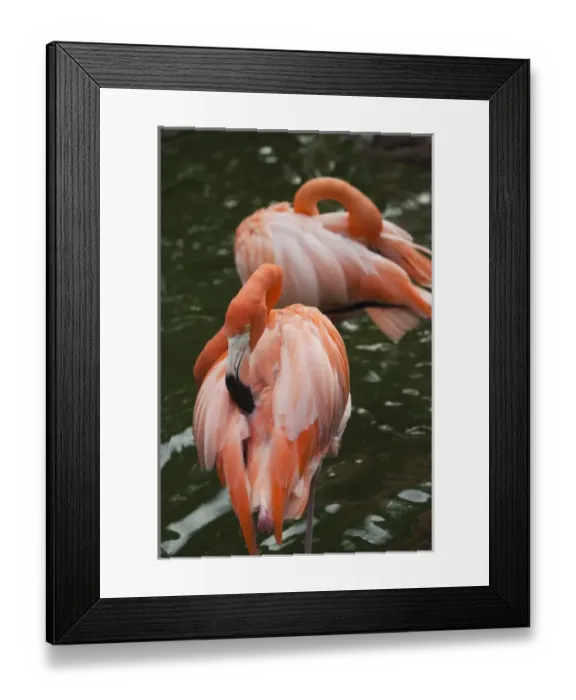 Framed Print : Dominican Republic, Punta Cana Region, Bavaro, pink flamingos, phoenicopterus roseus Framed Print : Dominican Republic, Punta Cana Region, Bavaro, pink flamingos, phoenicopterus roseus