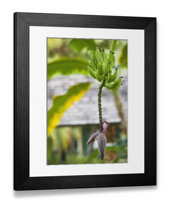 Framed Print : Dominican Republic, Punta Cana Region, Bavaro, banana tree Framed Print : Dominican Republic, Punta Cana Region, Bavaro, banana tree