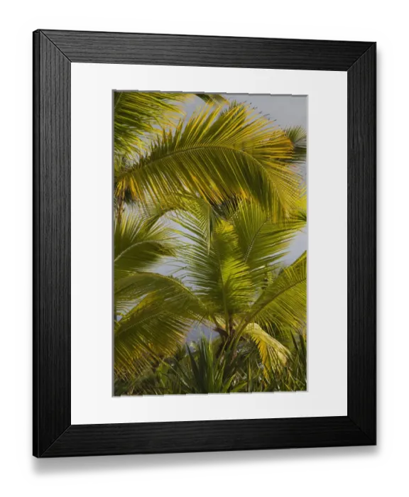 Framed Print : Dominican Republic, Punta Cana Region, Bavaro, beach palms