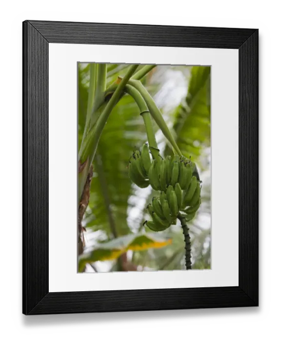 Framed Print : Dominican Republic, Punta Cana Region, Bavaro, banana tree Framed Print : Dominican Republic, Punta Cana Region, Bavaro, banana tree