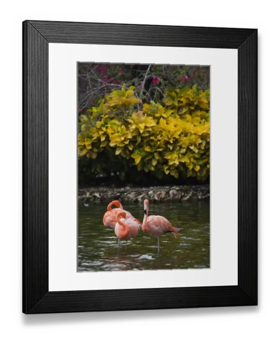 Framed Print : Dominican Republic, Punta Cana Region, Bavaro, pink flamingos, phoenicopterus roseus Framed Print : Dominican Republic, Punta Cana Region, Bavaro, pink flamingos, phoenicopterus roseus