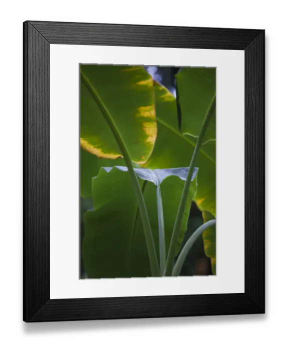 Framed Print : Dominican Republic, Punta Cana Region, Bavaro, tropical vegetation