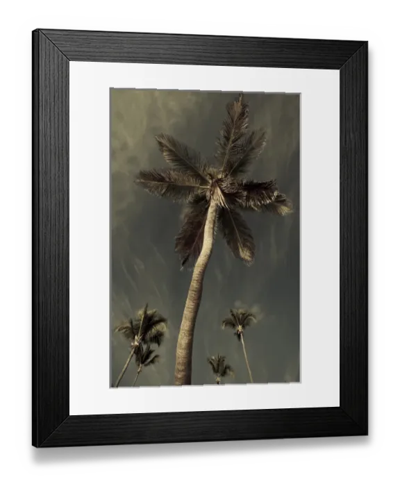 Framed Print : Dominican Republic, Punta Cana Region, Bavaro, Bavaro beach, palm Framed Print : Dominican Republic, Punta Cana Region, Bavaro, Bavaro beach, palm