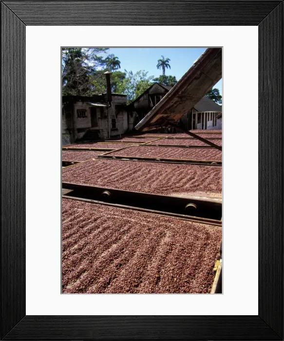 Framed Print : Caribbean, Grenada. Cacao beans drying at the historical Dougaldston Estate