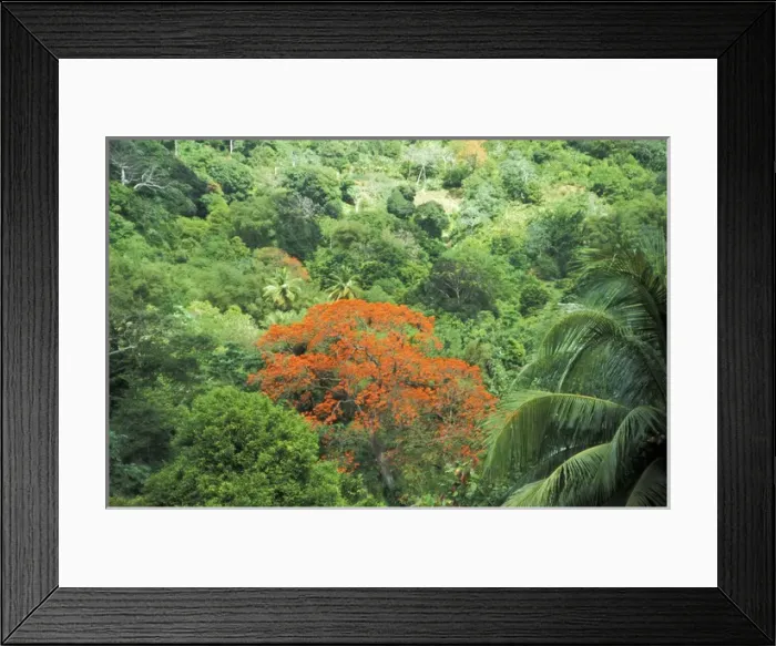 Framed Print : Caribbean, Grenada. Immortelle Tree (orange)