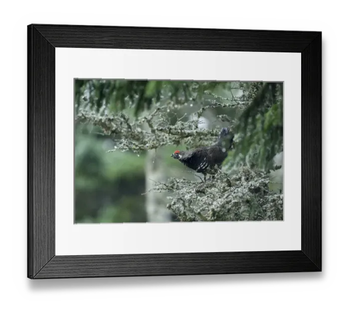 Framed Print : Grouse on the Skyline Trail, Cape Breton Highlands National Park, Cape Breton, Nova Scotia Framed Print : Grouse on the Skyline Trail, Cape Breton Highlands National Park, Cape Breton, Nova Scotia