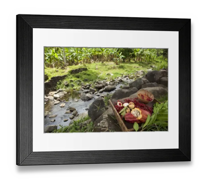 Framed Print : Nutmeg, bay leaf and cocoa at the spice plantation in Grenada Framed Print : Nutmeg, bay leaf and cocoa at the spice plantation in Grenada