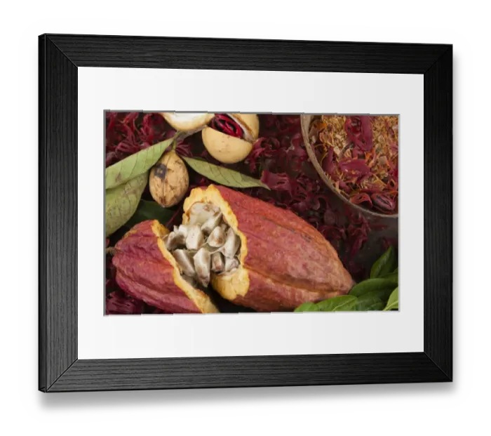 Framed Print : Nutmeg, bay leaf and cocoa at the spice plantation in Grenada Framed Print : Nutmeg, bay leaf and cocoa at the spice plantation in Grenada