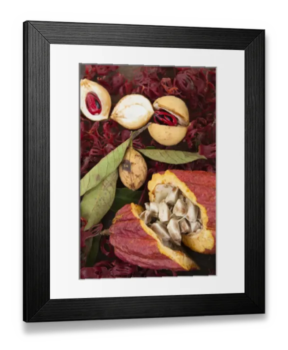 Framed Print : Nutmeg, bay leaf and cocoa at the spice plantation in Grenada Framed Print : Nutmeg, bay leaf and cocoa at the spice plantation in Grenada