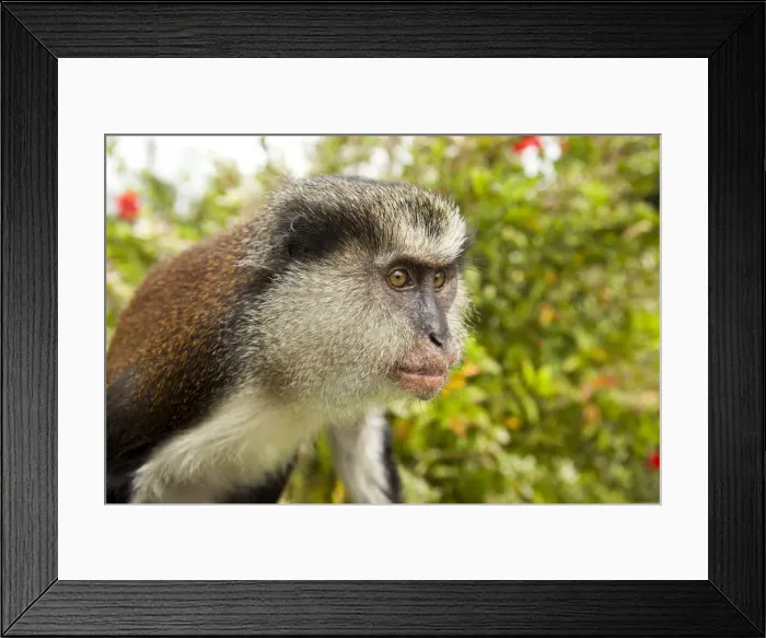 Framed Print : Mona monkey of Grand Etang Lake. These animals were brought in from East Africa Framed Print : Mona monkey of Grand Etang Lake. These animals were brought in from East Africa
