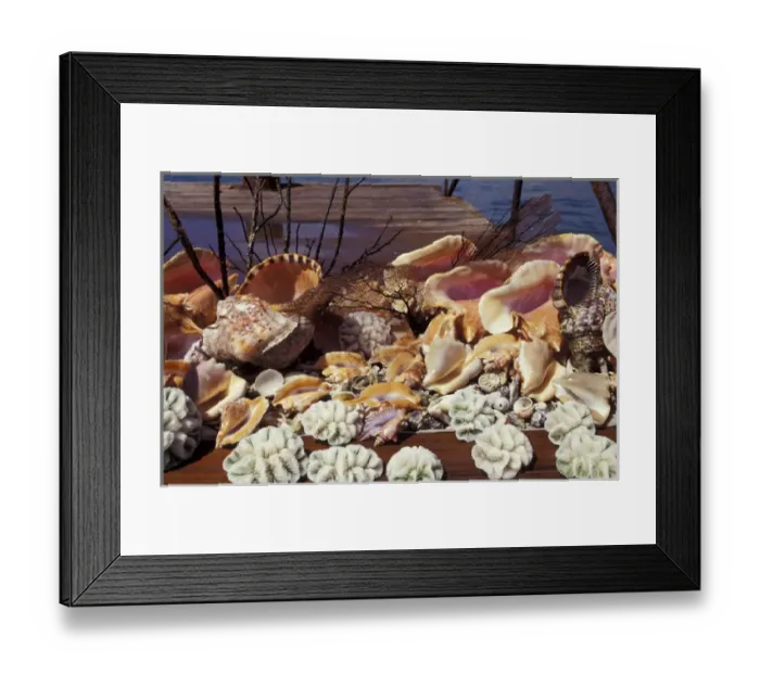 Framed Print : Caribbean, Grenada, St. Georges. An array of conch shells and coral at The Carenage