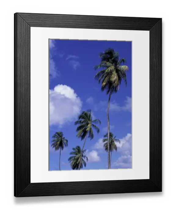 Framed Print : Caribbean, Grenada. Coconut palms swaying in the breeze Framed Print : Caribbean, Grenada. Coconut palms swaying in the breeze
