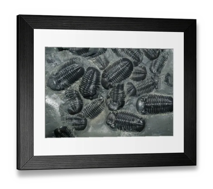 Framed Print : Fossil Trilobites, (Phacops rana), Devonian, Ontario, Canada Framed Print : Fossil Trilobites, (Phacops rana), Devonian, Ontario, Canada