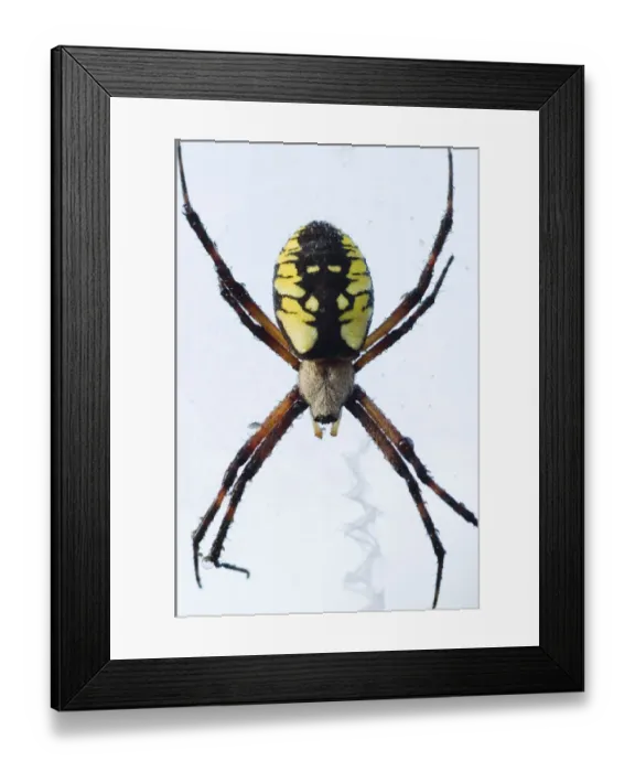 Framed Print : Black-and-yellow argiope, Argiope aurantia, Unionville, Ontario, Canada Framed Print : Black-and-yellow argiope, Argiope aurantia, Unionville, Ontario, Canada
