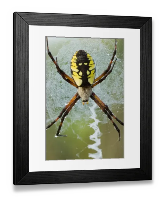 Framed Print : Black-and-yellow argiope, Argiope aurantia, Unionville, Ontario, Canada Framed Print : Black-and-yellow argiope, Argiope aurantia, Unionville, Ontario, Canada