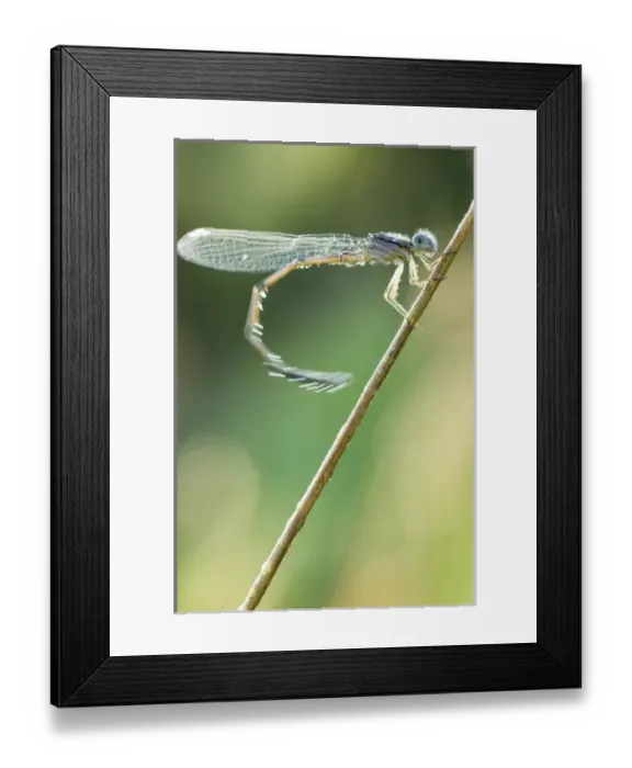Framed Print : Dragonfly, Unionville, Ontario