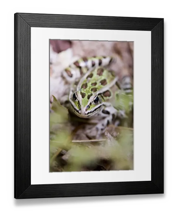 Framed Print : Northern leopard frog, Rana pipiens, Ontario, Canada Framed Print : Northern leopard frog, Rana pipiens, Ontario, Canada