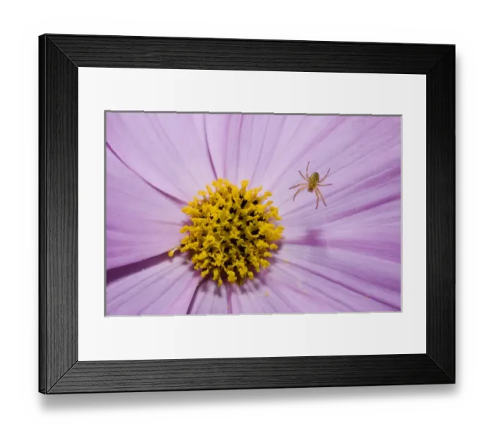 Framed Print : Spider on garden flower, Haliburton, Ontario