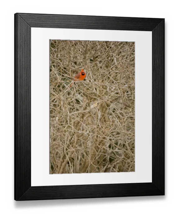 Framed Print : Northern cardinal, Cardinalis cardinalis, Unionville, Ontario Framed Print : Northern cardinal, Cardinalis cardinalis, Unionville, Ontario
