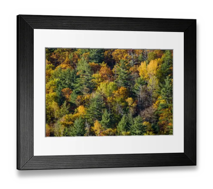 Framed Print : Autumn colours, Haliburton, Ontario Framed Print : Autumn colours, Haliburton, Ontario