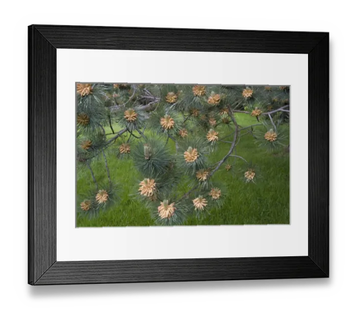 Framed Print : North America, Canada, PEI, Cavendish, Red Pine Tree Cones Framed Print : North America, Canada, PEI, Cavendish, Red Pine Tree Cones