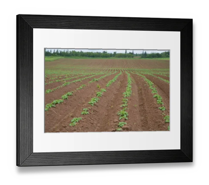 Framed Print : North America, Canada, Prince Edward Island, Potatoe Field, Agriculture Framed Print : North America, Canada, Prince Edward Island, Potatoe Field, Agriculture