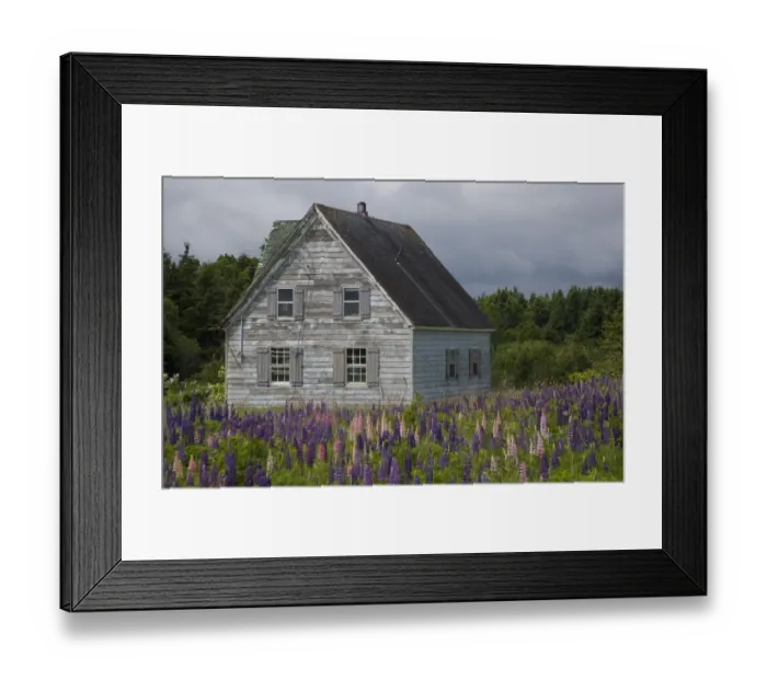 Framed Print : North America, Canada, Prince Edward Island, Cavendish, Farmhouse, Lupins Framed Print : North America, Canada, Prince Edward Island, Cavendish, Farmhouse, Lupins