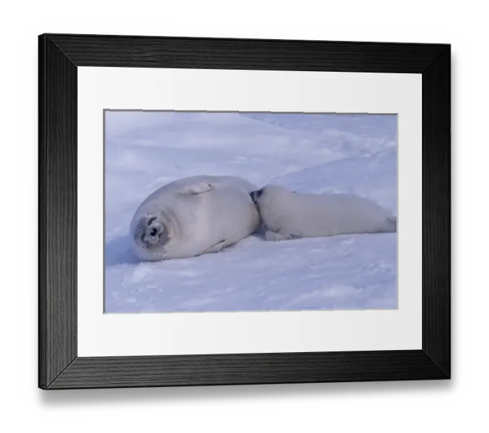 Framed Print : North America, Canada, Quebec, Iles de la Madeleine, Harp seal (Phoca groenlandica) Framed Print : North America, Canada, Quebec, Iles de la Madeleine, Harp seal (Phoca groenlandica)