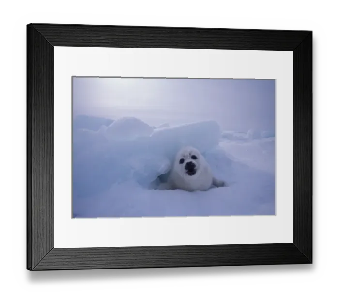 Framed Print : North America, Canada, Quebec, Iles de la Madeleine, Harp seal (Phoca groenlandica) Framed Print : North America, Canada, Quebec, Iles de la Madeleine, Harp seal (Phoca groenlandica)