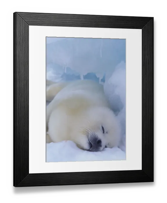 Framed Print : North America, Canada, Quebec, Iles de la Madeleine, harp seal (Phoca groenlandica) Framed Print : North America, Canada, Quebec, Iles de la Madeleine, harp seal (Phoca groenlandica)