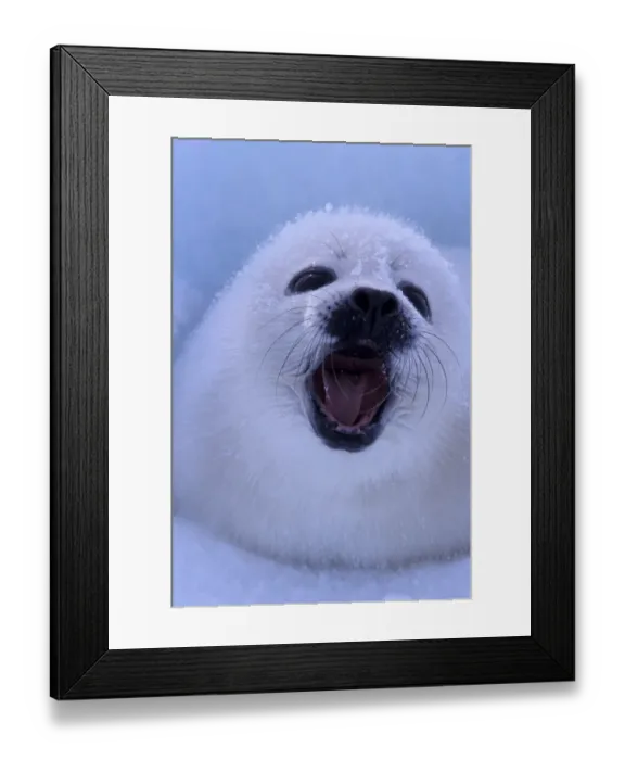 Framed Print : North America, Canada, Quebec, Iles de la Madeleine, Harp seal (Phoca groenlandica) Framed Print : North America, Canada, Quebec, Iles de la Madeleine, Harp seal (Phoca groenlandica)
