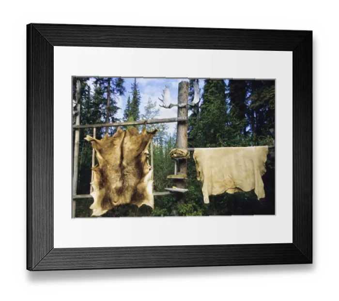 Framed Print : Moose were a valuable resource to the Algonkin Indians of Canada and hunted primarily Framed Print : Moose were a valuable resource to the Algonkin Indians of Canada and hunted primarily
