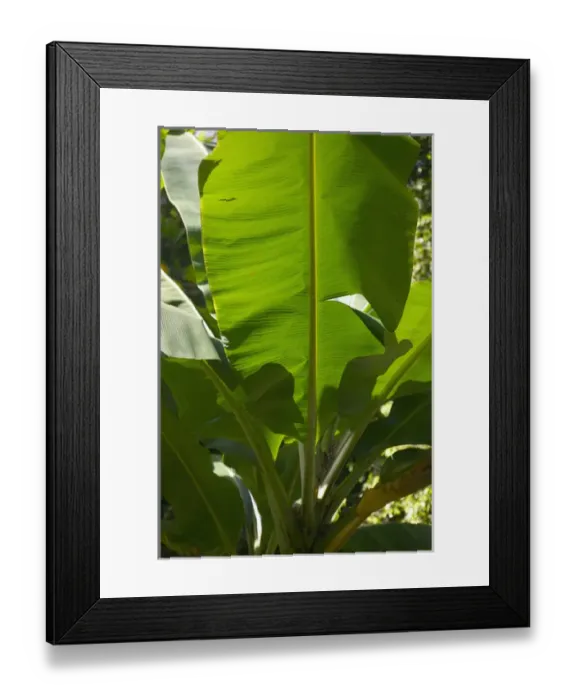 Framed Print : Caribbean, GRENADA, Interior, Vendome, Palm Frond