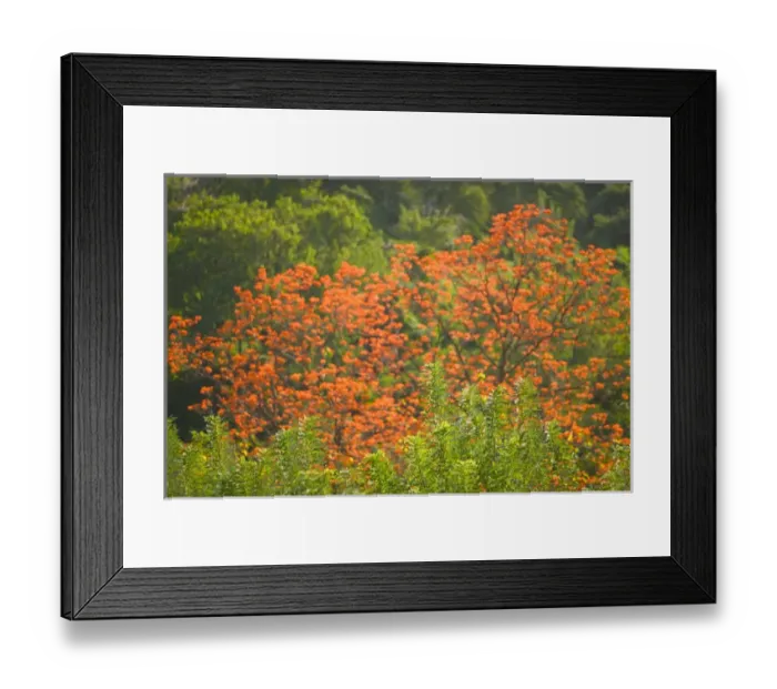 Framed Print : Caribbean, GRENADA, West Coast, Concord Poinciana Tree (Delonix Regia) Framed Print : Caribbean, GRENADA, West Coast, Concord Poinciana Tree (Delonix Regia)