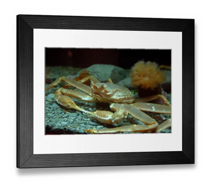 Framed Print : Canada, Quebec, Gaspe, Gulf of St. Lawrence. Forillon National Park, Interpretation Center Framed Print : Canada, Quebec, Gaspe, Gulf of St. Lawrence. Forillon National Park, Interpretation Center