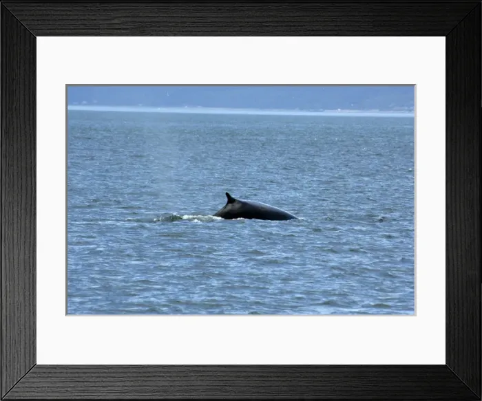 Framed Print : Canada, Quebec. Whale watching on the St. Lawrence River, fin whale. Saguenay National Park area Framed Print : Canada, Quebec. Whale watching on the St. Lawrence River, fin whale. Saguenay National Park area