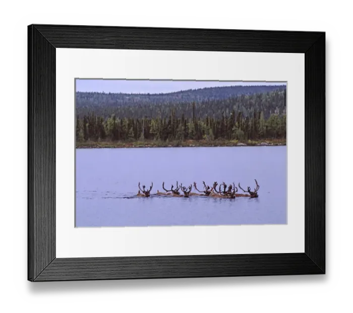 Framed Print : North America, Canada. Quebec. Woodland caribou (Rangifer tandarus) during the fall Framed Print : North America, Canada. Quebec. Woodland caribou (Rangifer tandarus) during the fall