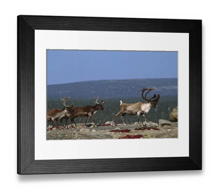 Framed Print : North America, Canada, Quebec. Woodland caribou (Rangifer tarandus) during the fall Framed Print : North America, Canada, Quebec. Woodland caribou (Rangifer tarandus) during the fall